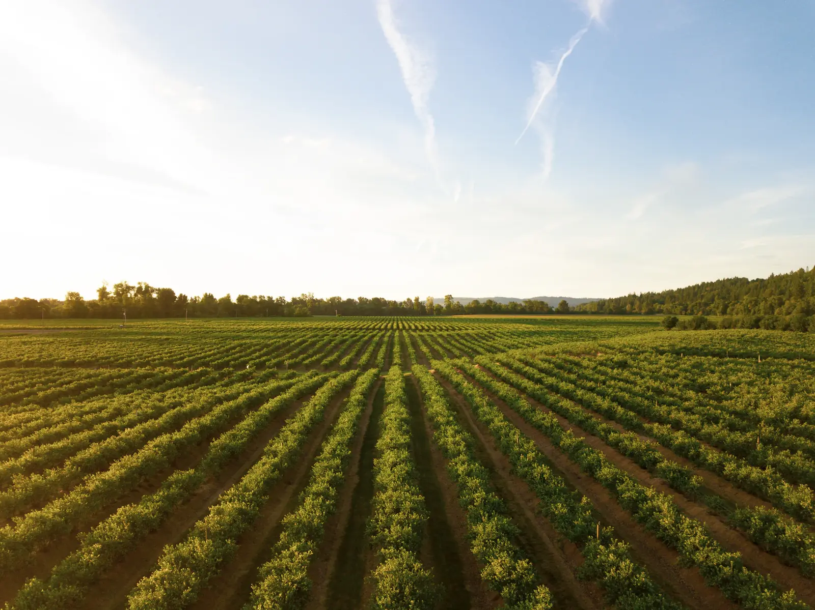 Rangées de vigne au crépuscule